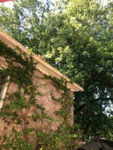 Trees Touching Roof